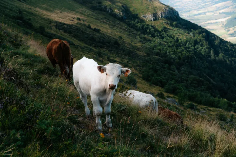 Du sentier à l'assiette : cinq balades gourmandes pour explorer le terroir du Vercors autrement