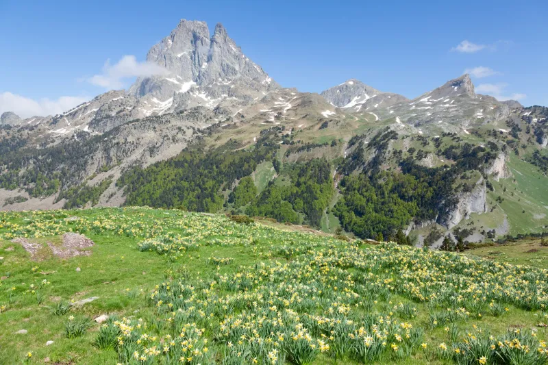 Prairies en fleurs : reconnaître et admirer les plantes sauvages du Vercors au fil des saisons